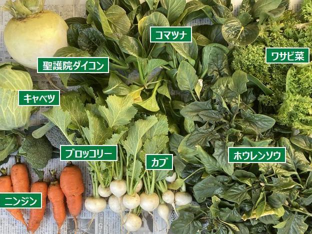 聖護院ダイコン 最後の収穫