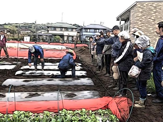 エダマメの種を蒔く