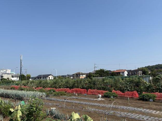 暑い夏 朝飯前の農園で