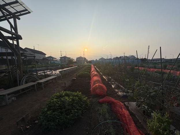 夕暮れ時の農園作業