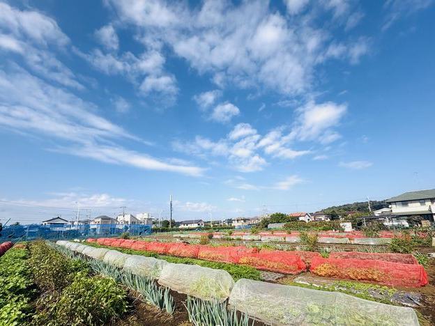 落花生のおおまさり 大収穫！