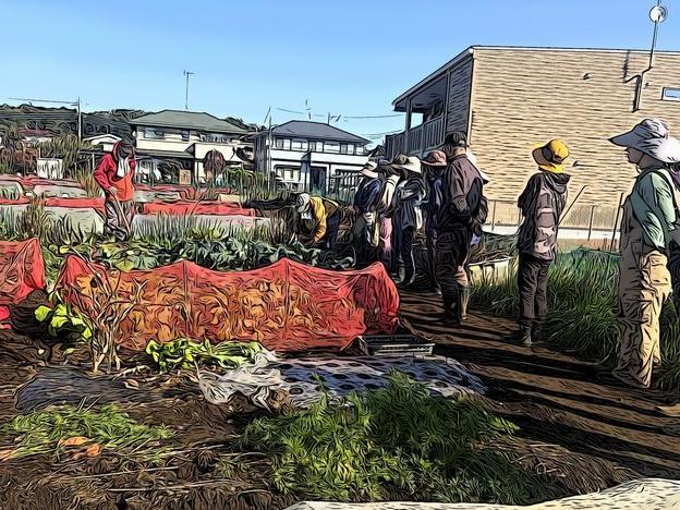 初収穫の小松菜、菜花、カブ