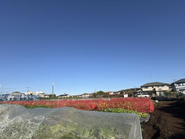 収穫 待ってはくれない秋野菜