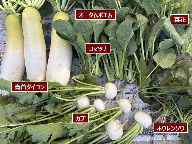 青首ダイコン初収穫