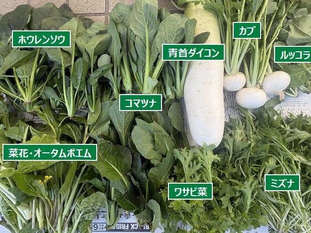続々と秋野菜 葉物の収穫