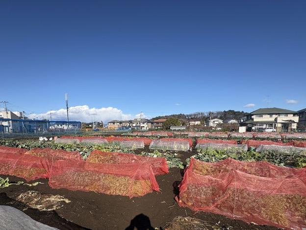 収穫野菜のデリバリー