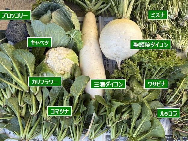 農園で仕事始めの収獲作業