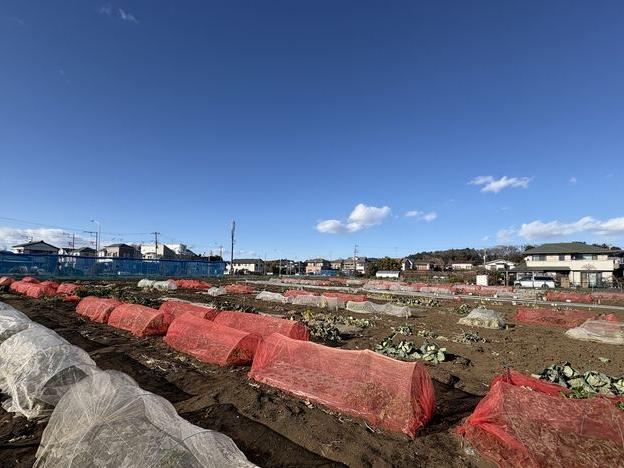 ハクサイ、キャベツ、聖護院