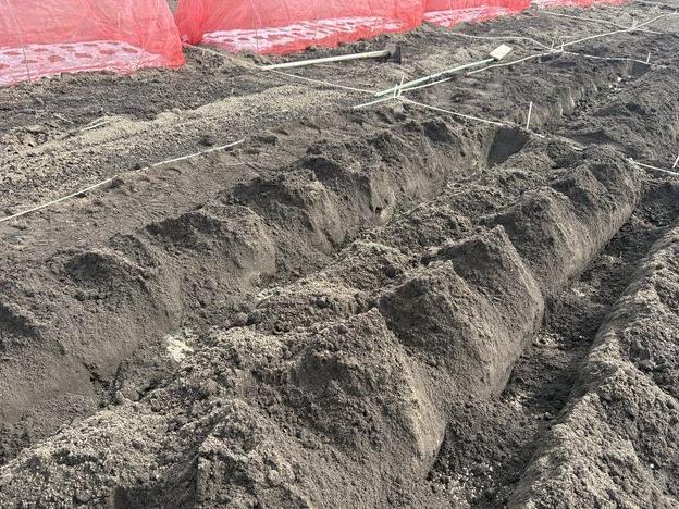 第2回講習　ジャガイモの定植