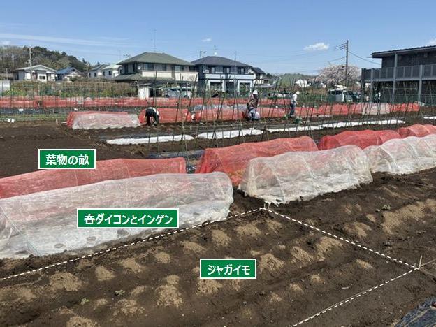 トウモロコシの種まきと