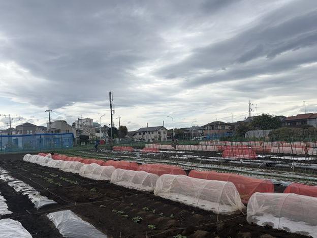 エダマメの種まきと