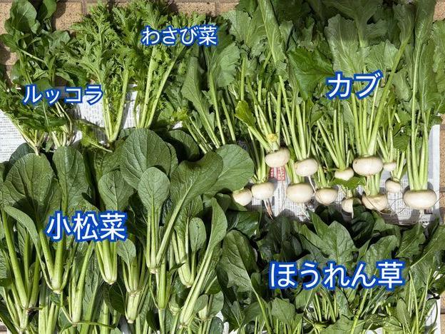 育った葉物の収穫を急ぐ