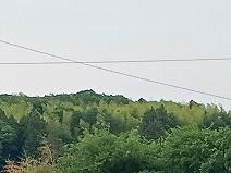 近くの新緑を求め散歩