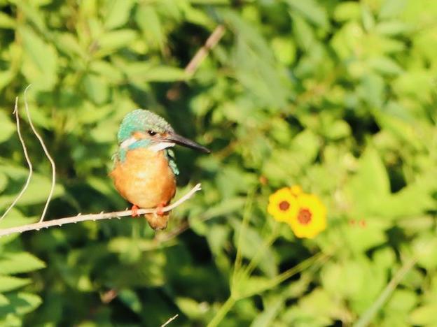 カワセミとツバメ 朝の空堀川