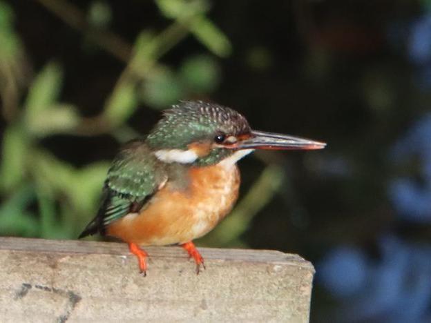 カワセミペア 母鳥の今