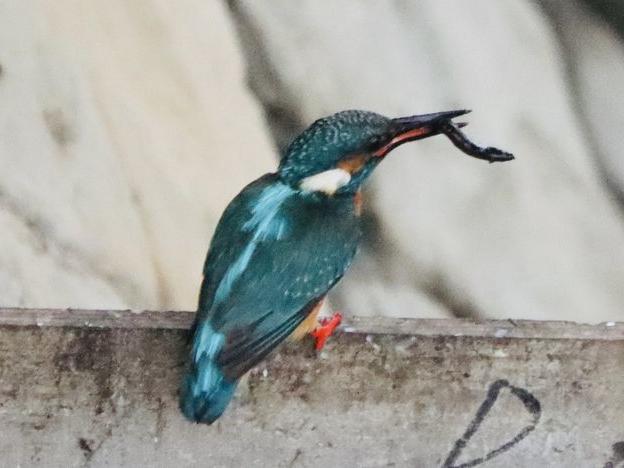 カワセミペア 雄鳥の今
