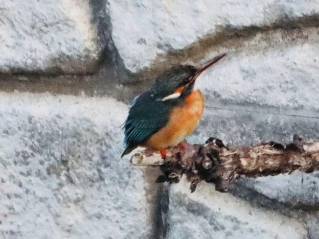 上流域のカワセミペア続報
