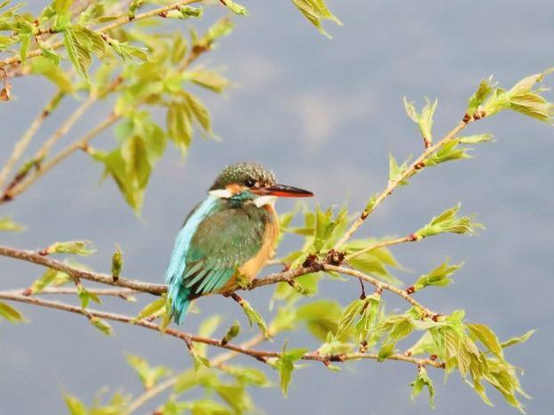 新緑に映えるカワセミ 次は産卵
