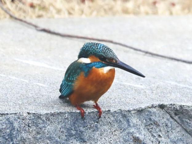 空堀川 ここを歩けばワセミが