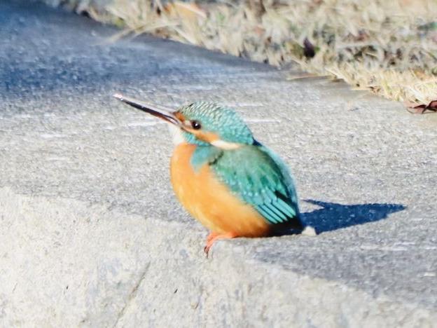 元旦のカワセミ散歩とヒヨドリ