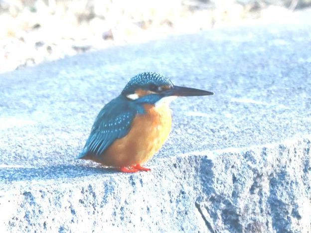 間もなく立春 空堀川の野鳥たち