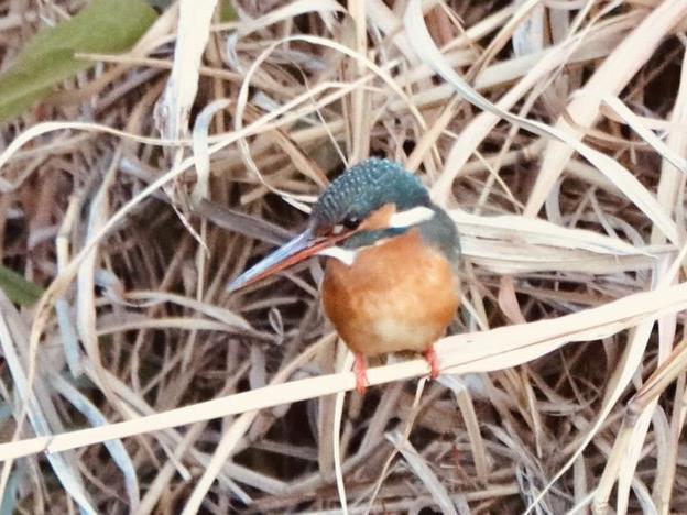 待望のカワセミ・ペア誕生
