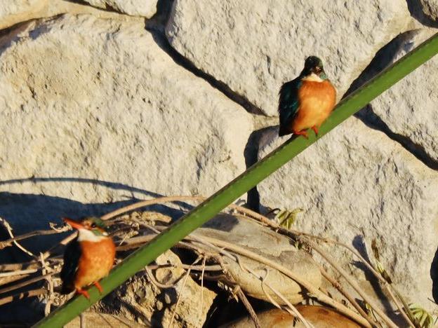 カワセミペアの縄張りにモズ