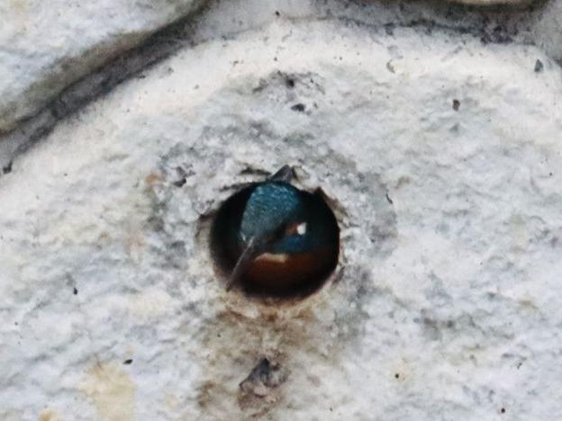 始まった空堀川 春のドラマ