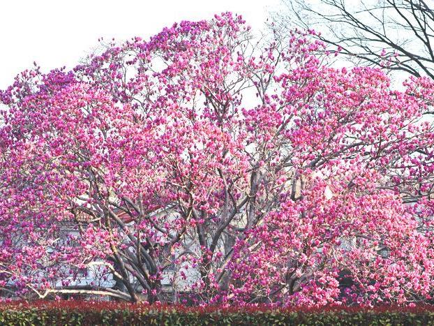 空いっぱいに咲くシモクレン