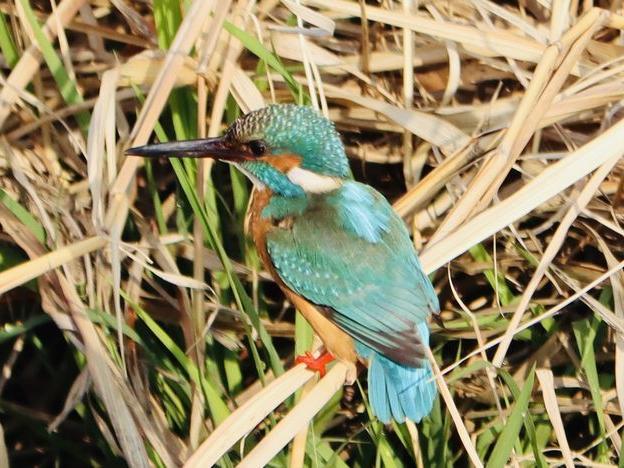 新緑の季節 産卵は未だか