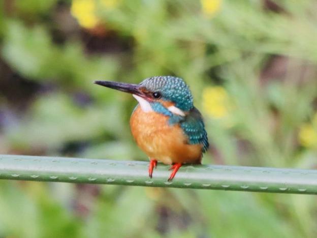 カワセミ 春の躍動　空堀川 