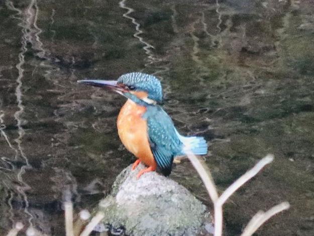 オスの失踪事件の衝撃