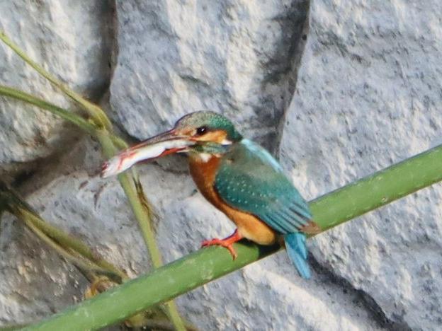 カワセミの餌運び 母鳥奮闘中