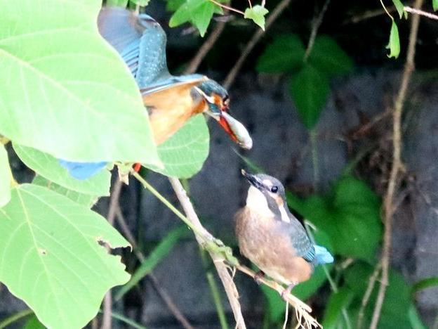 カワセミの幼鳥 7羽の巣立ち！