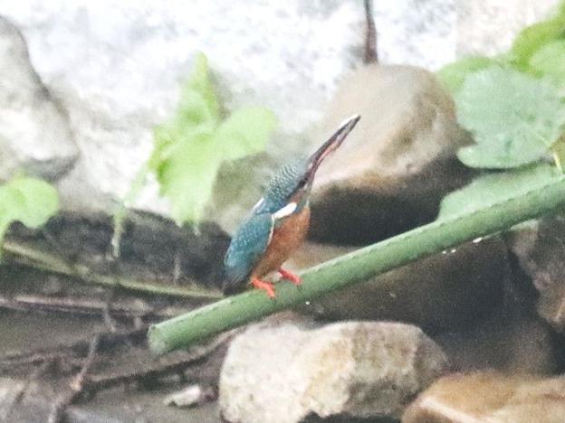 カワセミ二番子の卵が孵った