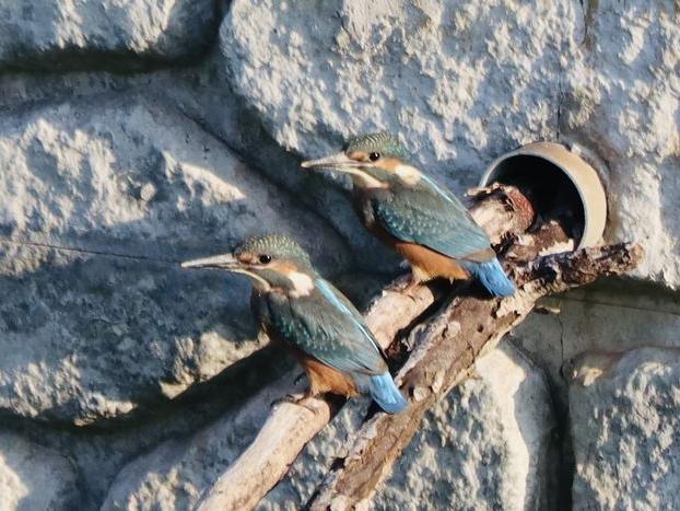 カワセミの幼鳥　5羽の巣立ち！