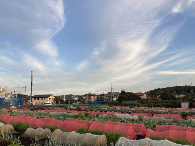 朝の活動 農園と空堀川