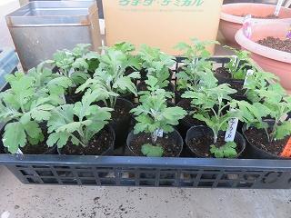 菊苗無料配布
