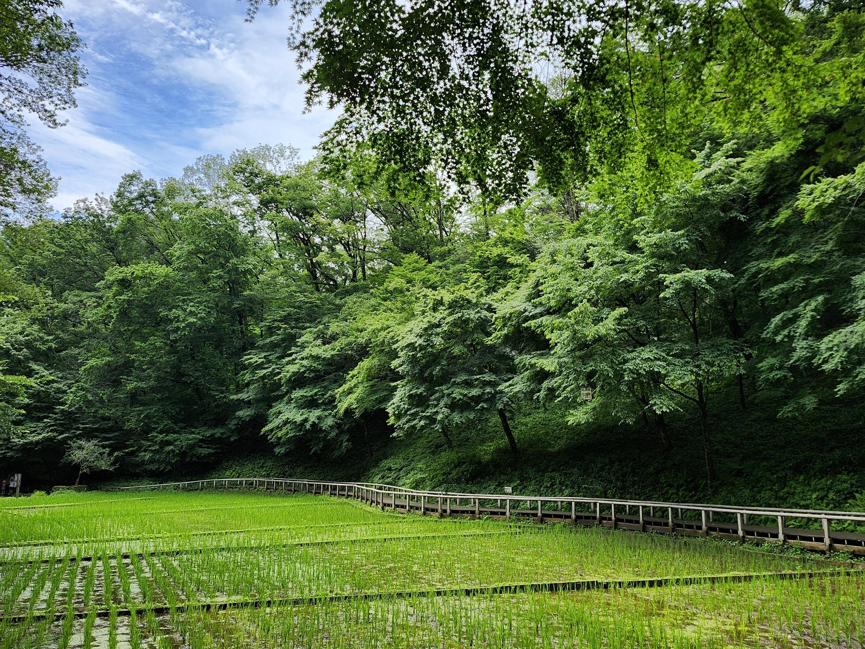 空堀川源流域！6月の野山北公園！