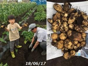 梅雨の合間のジャガイモ掘り