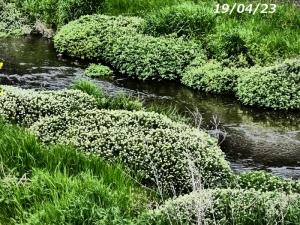 季節の白い花　空堀川
