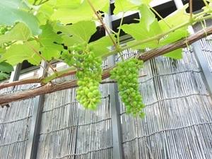🍅どうなる🍇マスカット,デラウエアブドウ