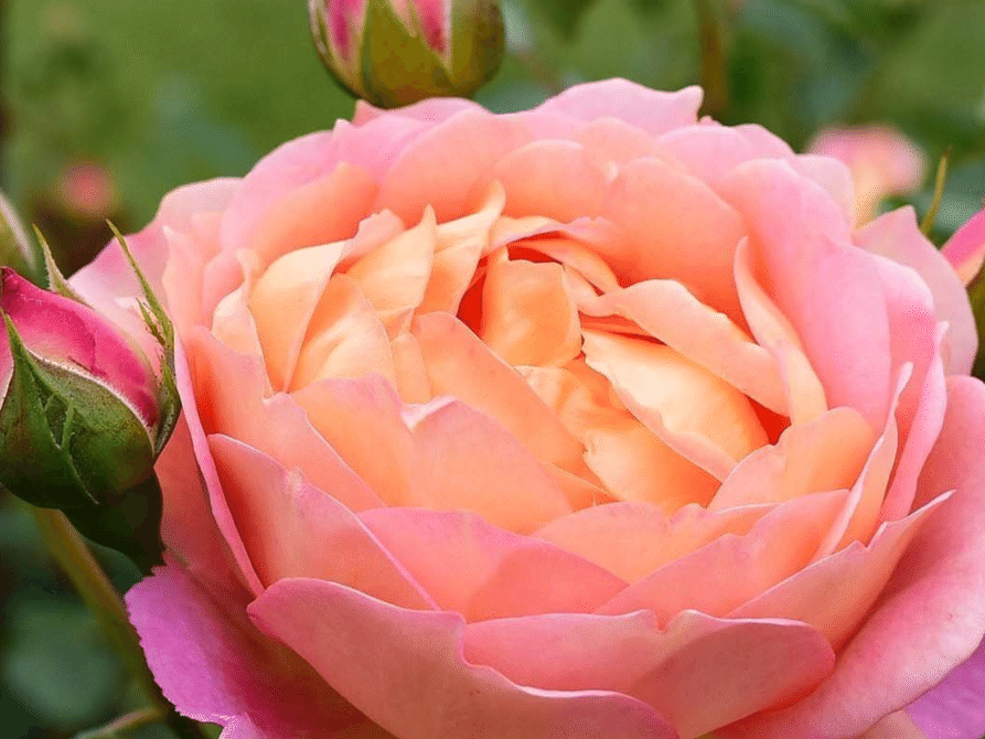 中央.蔵敷だべりサロン