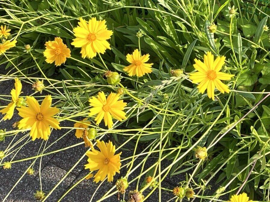向原南公園側🌼草地の花たち
