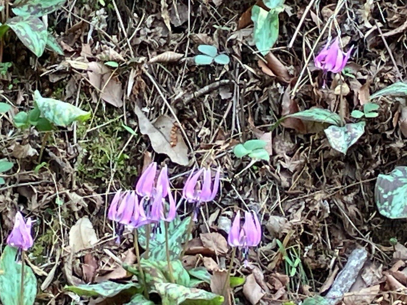 空堀川源流のカタクリ🌸が満開に