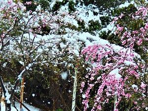 趣味のサークル自粛で散策に切り替え
