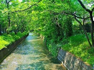 玉川上水散策路を少し歩いてみました