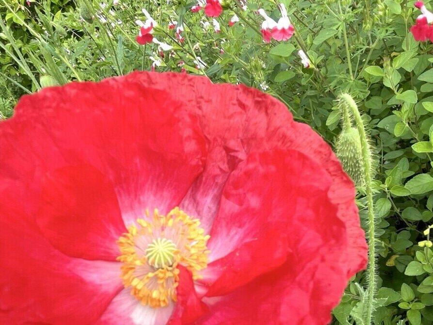 公園の花たち🌺ひなげし咲いて