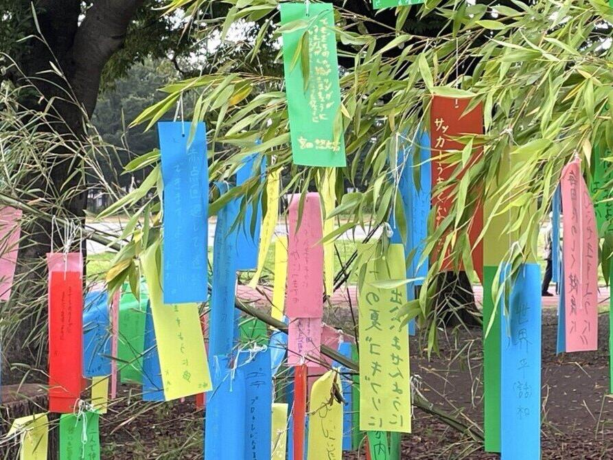 公園の花たち🌸東大和南公園の七夕🎋笹飾り