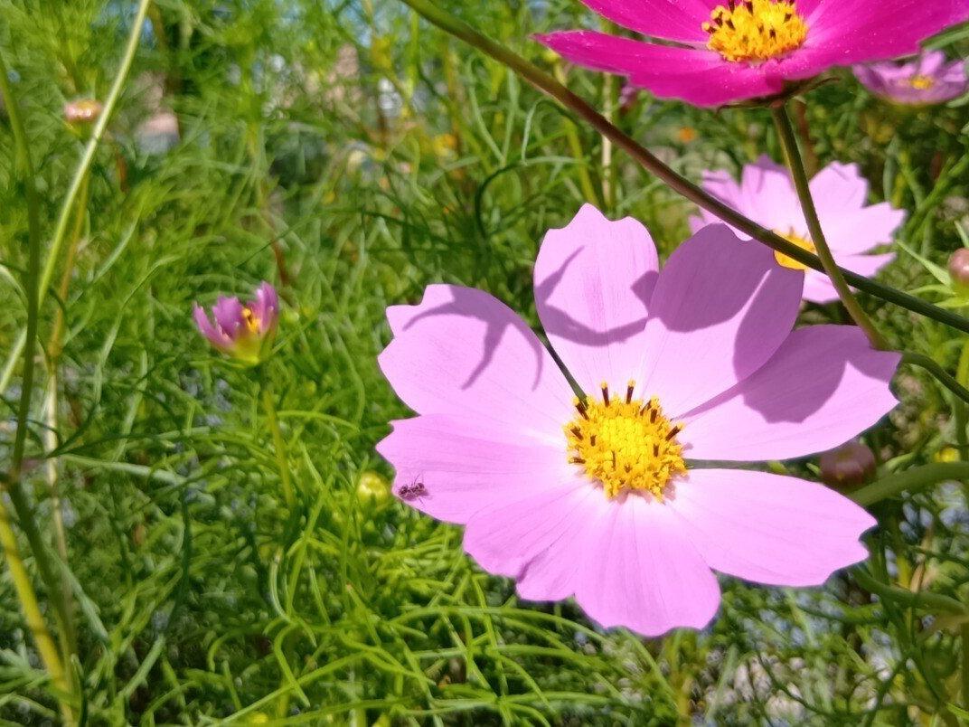 スマホでタッチで③道端の花